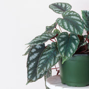 Cissus Discolor - Rex Begonia Vine - 4"