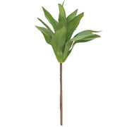 Lily Succulent Stem